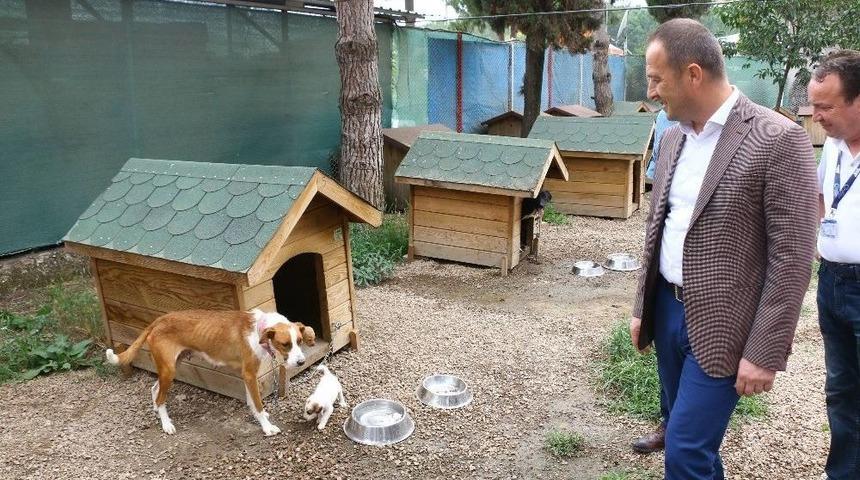 Ordu&rsquo;da Sokak Hayvanları Emin Ellerde