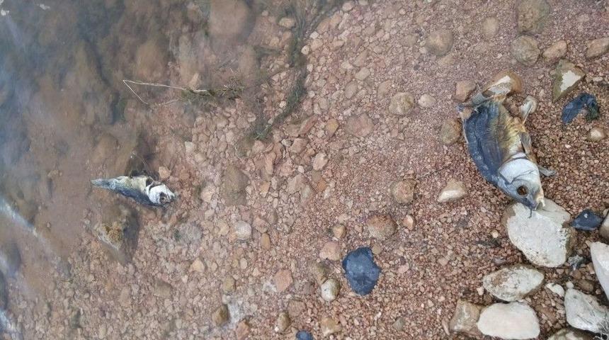 G&ouml;letteki Balık &Ouml;l&uuml;mleri İnceleniyor