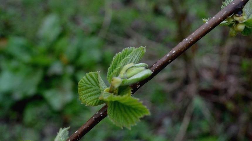Fındıkta B&uuml;y&uuml;k Endişe
