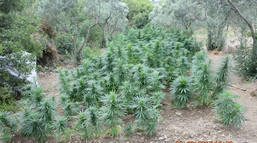 Bursa&rsquo;da 2 Bin 54 K&ouml;k Hint Keneviri Ele Ge&ccedil;irildi