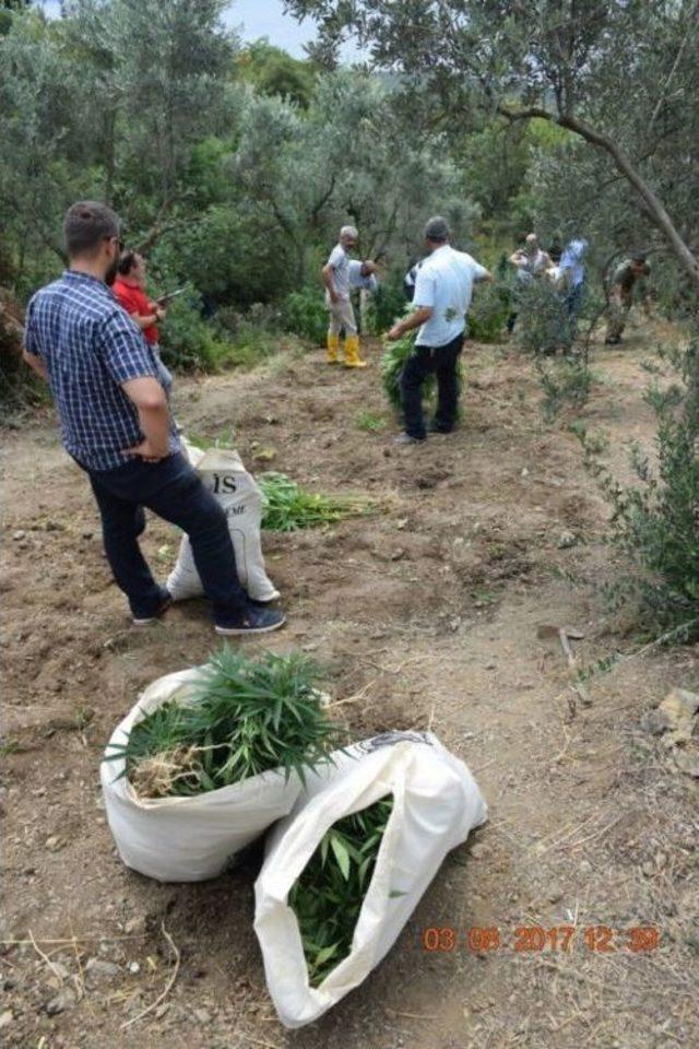 Bursa’da 2 Bin 54 Kök Hint Keneviri Ele Geçirildi