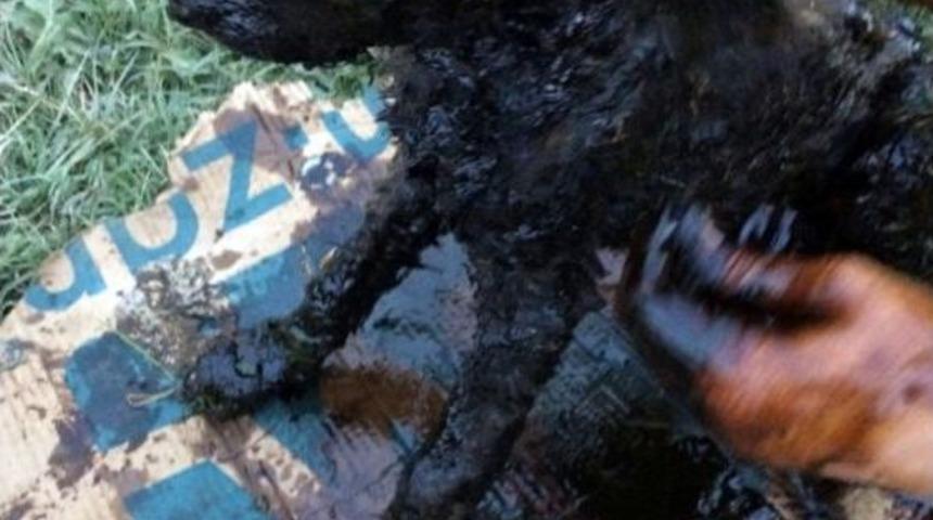 Zifte Bulanan Yavru K&ouml;pekler 5 Teneke Zeytinyağı İle Temizlendi