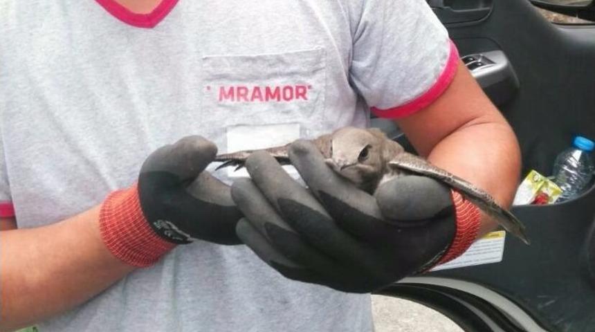 Kocaeli&rsquo;nde Ebabil Kuşu Bulundu