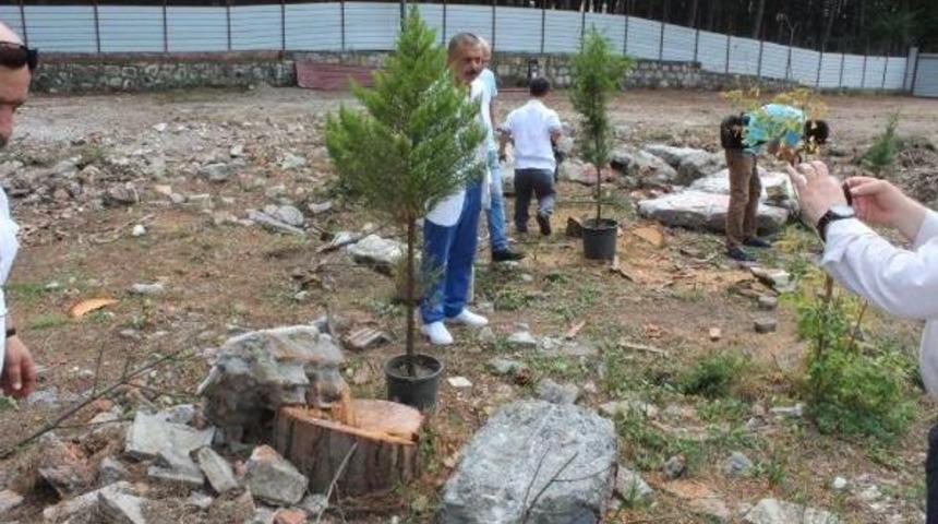 Ünye'de Mesire Alanındaki Çam Ağacı Kesimine Tepki