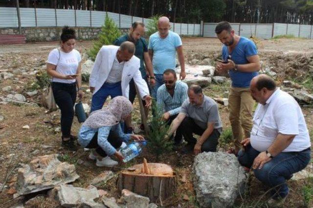 Ünye'de Mesire Alanındaki Çam Ağacı Kesimine Tepki