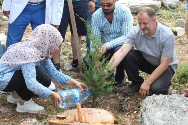 Ünye'de Mesire Alanındaki Çam Ağacı Kesimine Tepki