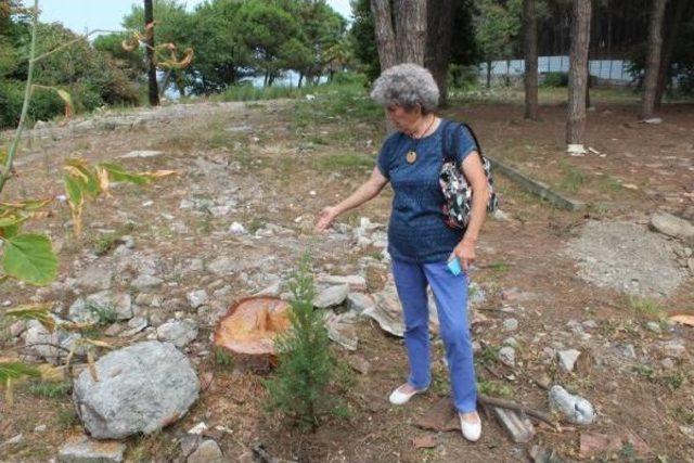 Ünye'de Mesire Alanındaki Çam Ağacı Kesimine Tepki