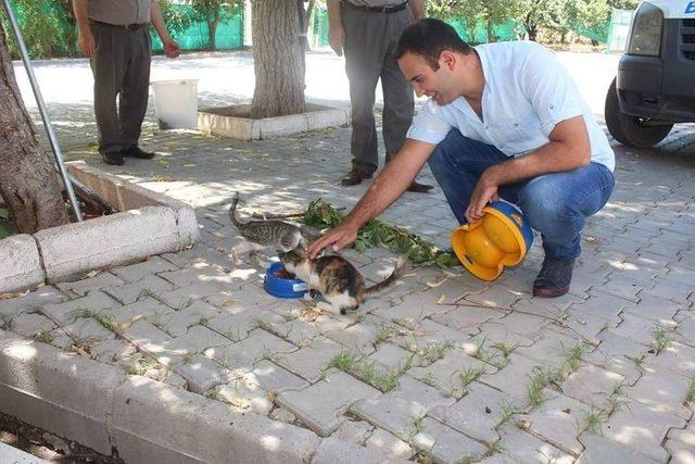 Sokak Hayvanları İçin Park Ve Bahçelere Su Ve Yem Bırakıldı