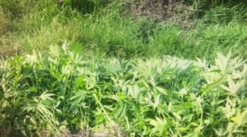 Bafra&rsquo;da 245 K&ouml;k Hint Keneviri Ele Ge&ccedil;irildi