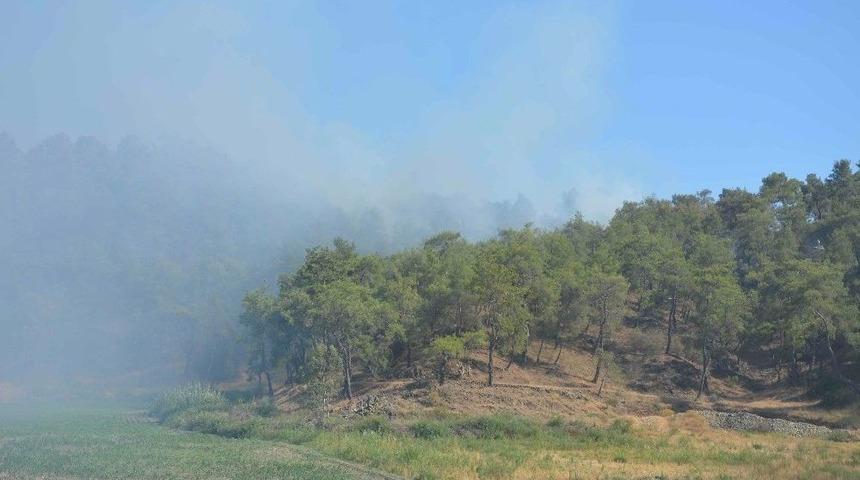 K&ouml;yceğiz&rsquo;de Orman Yangını