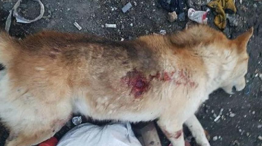 K&ouml;peği Tabancayla Vurarak &Ouml;ld&uuml;rd&uuml;ler