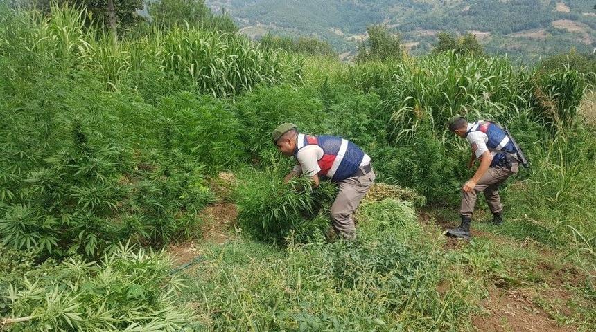 Hayvan &Ccedil;iftliğinde Yasa Dışı Kenevir Yetiştirdi