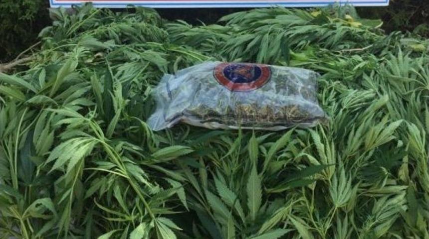 Nevşehir&rsquo;de 114 K&ouml;k Hint Keneviri Ele Ge&ccedil;irildi