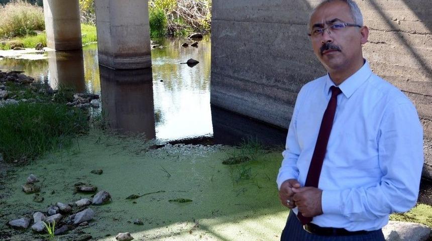 D&uuml;nyanın En K&uuml;&ccedil;&uuml;k Bitkisi, Zehir Akan Dereleri Temizliyor