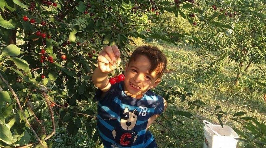 Şaphane&rsquo;de Hedeflenen Vişne Rekoltesine Yaklaşıldı