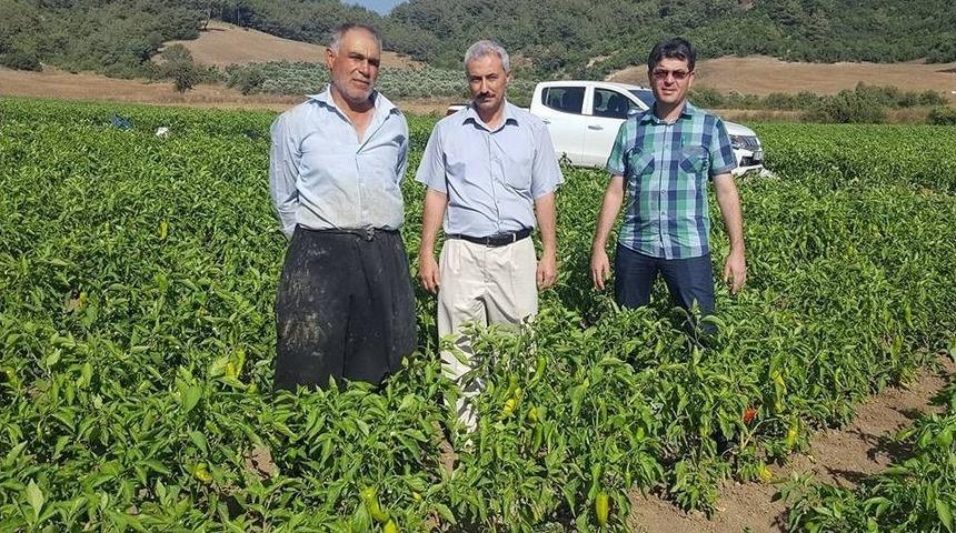 Sebze &Uuml;retimini Geliştirme Projesi&rsquo;nde 24 &Ccedil;ift&ccedil;iye Destek Verildi