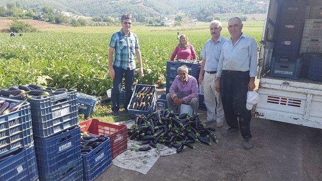 Sebze Üretimini Geliştirme Projesi’nde 24 Çiftçiye Destek Verildi