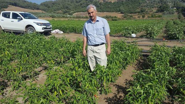 Sebze Üretimini Geliştirme Projesi’nde 24 Çiftçiye Destek Verildi