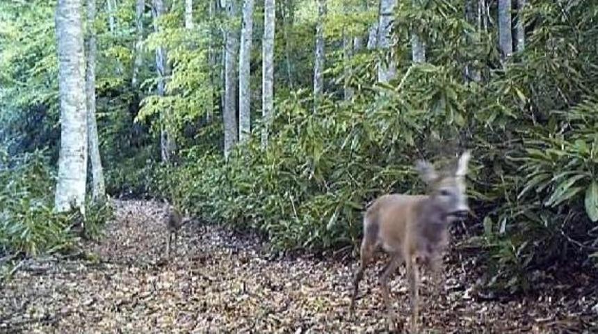 Zonguldak&rsquo;Ta Yaban Hayatı Fotokapanla Izleniyor