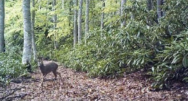 Zonguldak’Ta Yaban Hayatı Fotokapanla Izleniyor