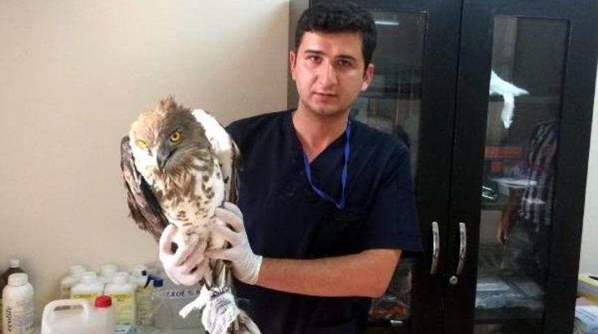 Yaralı Kartal Tedaviye Alındı