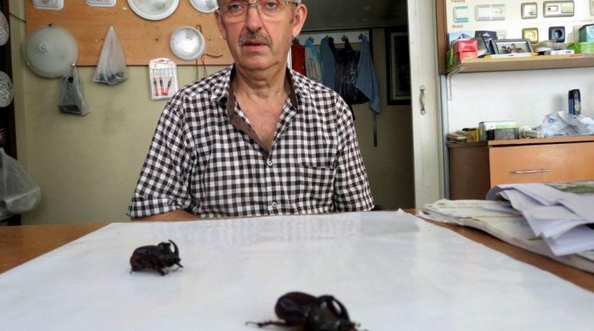 (&ouml;zel) Gergedan B&ouml;cekleri Zeytinlikleri Mesken Tuttu