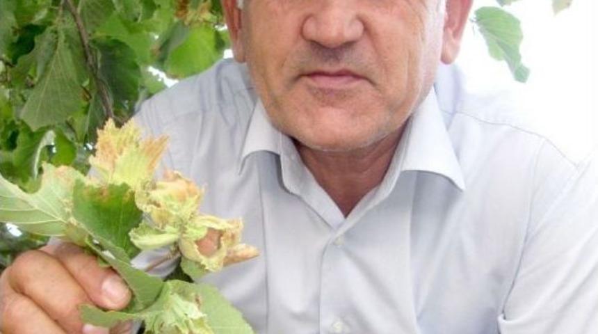 Araban Ovasında İlk Kez Fındık Yetişti