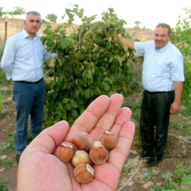 Araban Ovasında İlk Kez Fındık Yetişti