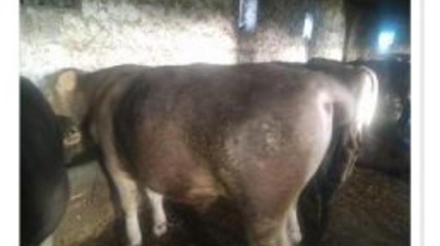 Sosyal Medyada Kurbanlık Satışı