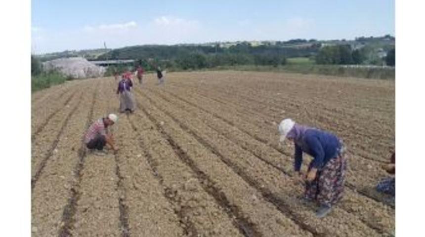 Pancar Kooperatifinden Lahana &Uuml;reticilerine Sulama Desteği