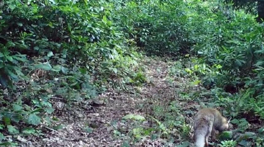 Yaban Hayvanları Foto Kapanda G&ouml;r&uuml;nt&uuml;lendi
