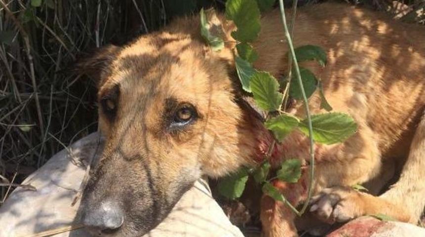 K&ouml;peği, Av T&uuml;feğiyle Boynundan Vurdular