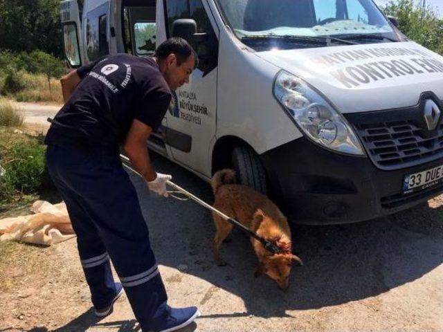 Köpeği, Av Tüfeğiyle Boynundan Vurdular