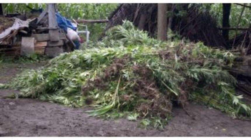 Devletin Arazisinde Kenevir Yetiştirmişler