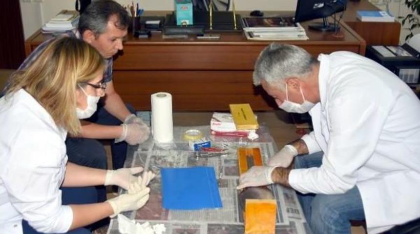 Kızılırmak'ta Yakalanan Pirana 'testis Yiyen Balık' Olarak Biliniyor