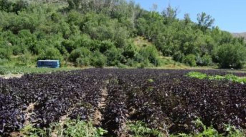 Mengen&rsquo;de Reyhan Suyu Dağıtılacak