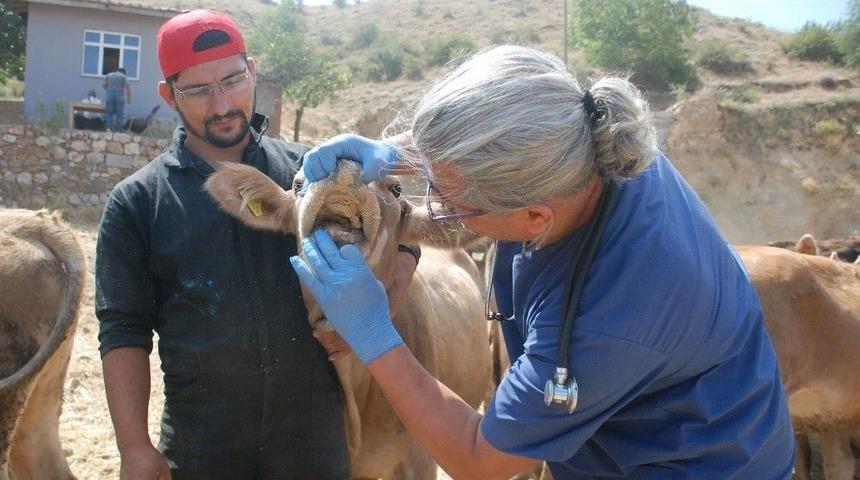 Dişi Kurbanlıklara Veteriner Kontrol&uuml;