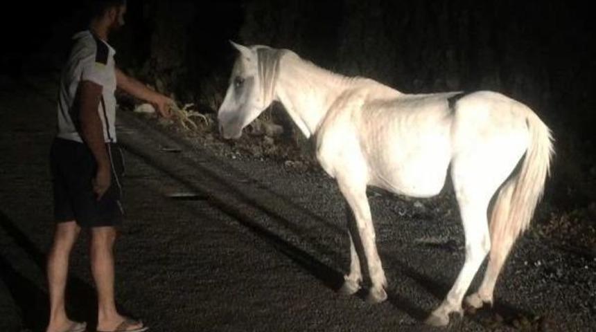 Ormanda &Ouml;n Ayakları Iple Birbirine Bağlı Bulunan Atı Kurtardılar
