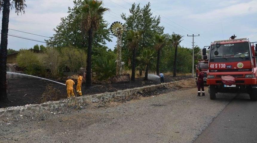 Elektrik Tellerine Değen Palmiye Ağa&ccedil;ları Yangın &Ccedil;ıkardı