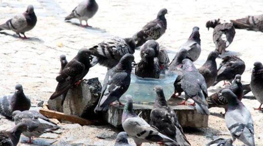 G&uuml;vercinler Su Kabında Serinledi