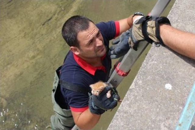 Dereye Düşen Yavru Kedi Kurtarıldı