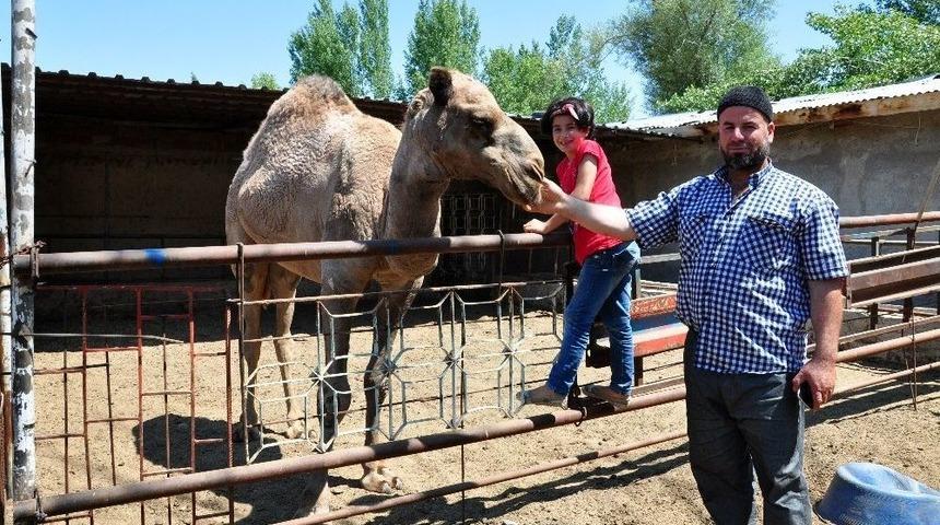 Develeri Alana Yarım Altın Hediye Edecek