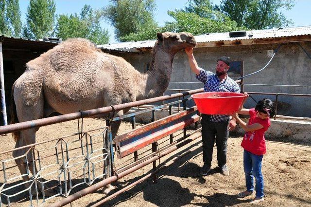 Develeri Alana Yarım Altın Hediye Edecek