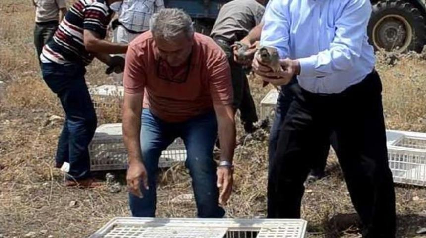 Kula'da 1500 Yavru Keklik Doğaya Salındı