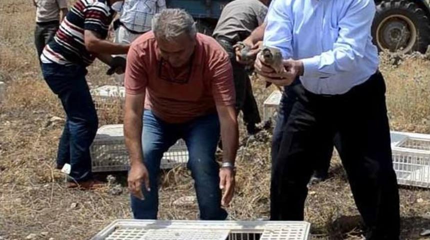 Y&uuml;zlerce Keklik Doğaya Salındı
