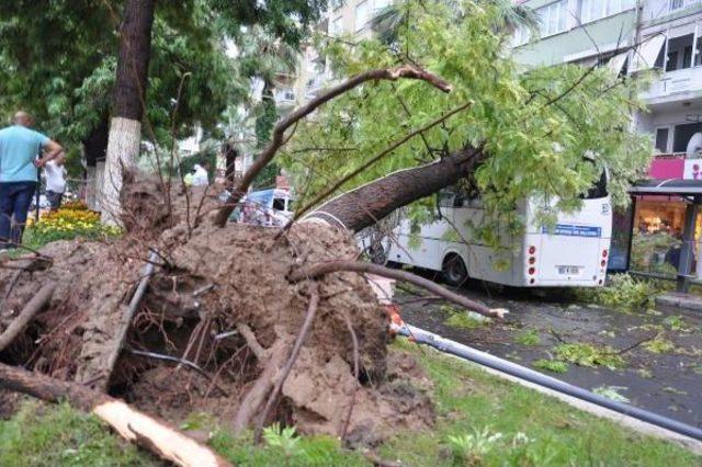 Halk Otobüsünün Üzerine Ağaç Ile Aydınlatma Direği Devrildi