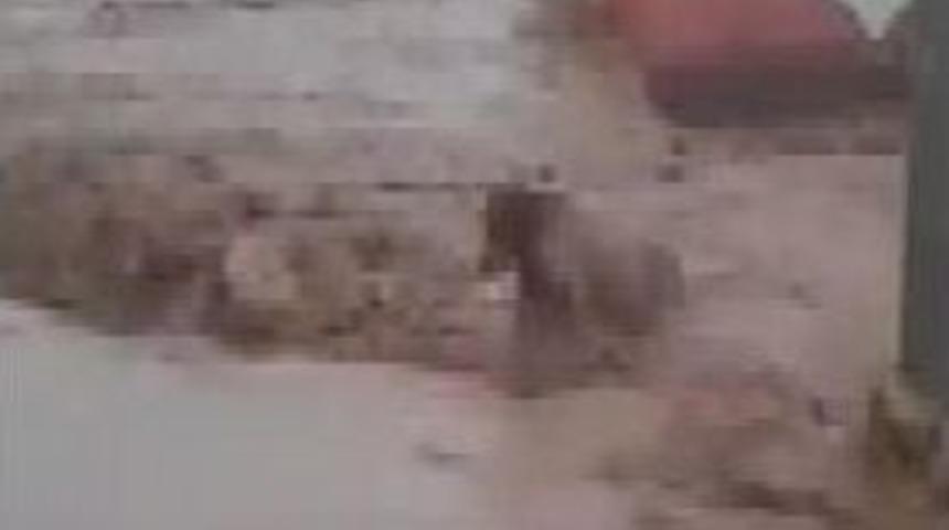 Sele Kapılan 4 B&uuml;y&uuml;kbaş Hayvan Telef Oldu