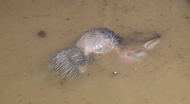 Başkent’te Sel Felaketi 1