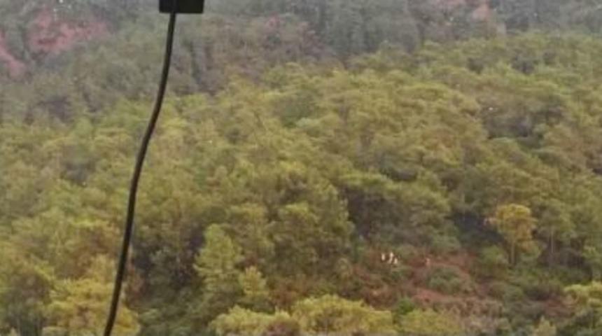 Köyceğiz'de Orman Yangını