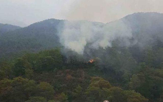 Köyceğiz'de Orman Yangını